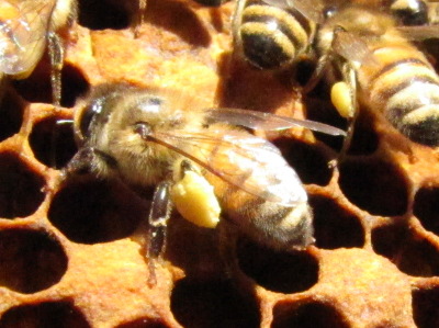 Honeybee with full pollen basket