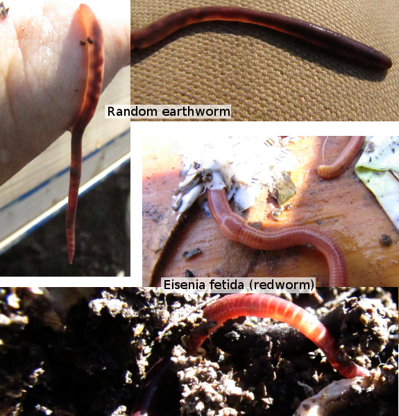 How to tell a redworm from a random earthworm