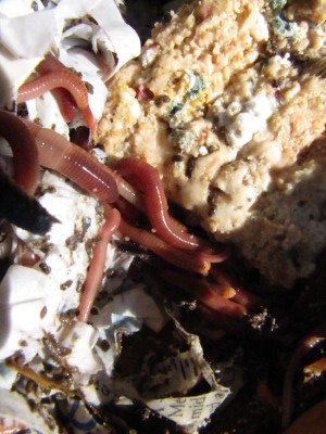 Redworms on food scraps