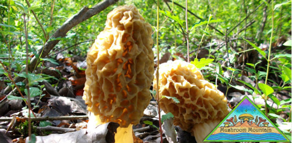 mushroom mountain.com morel