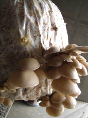 Oyster mushroom bag