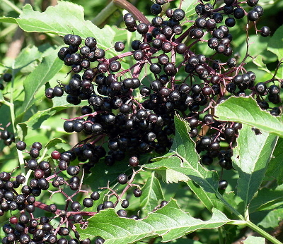 Elderberry fruits