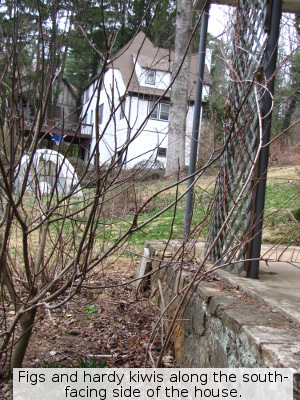 Fig and hardy kiwi along south-facing side of house