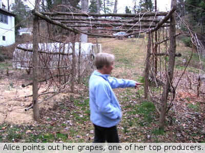 Grapes in the forest garden