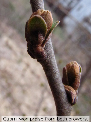 Guomi buds