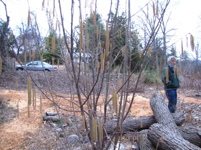 Blooming hazel in a forest garden