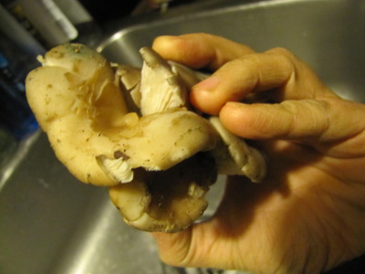 Oyster mushroom