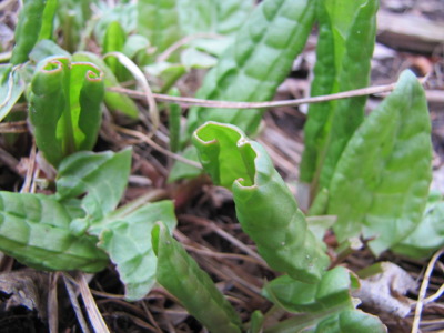 Young sorrel leaves