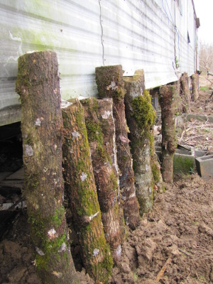 Bury mushroom logs