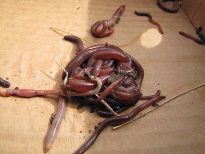 Cluster of earthworms