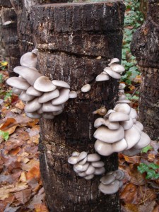 Mushroom totem