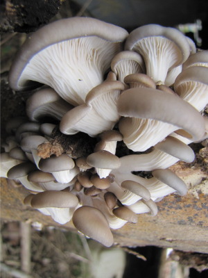 Oyster mushrooms