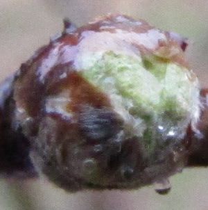 Nectarine in the green bud stage