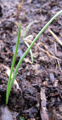 Onion seedling