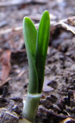 Baby ramps