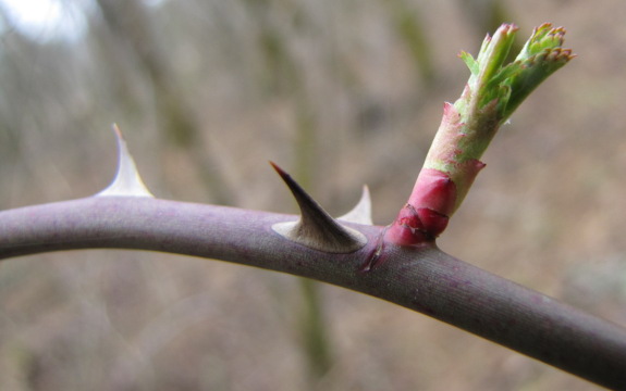 Multiflora rose new leaves