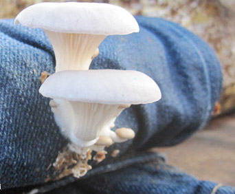 Oyster mushroom on jeans