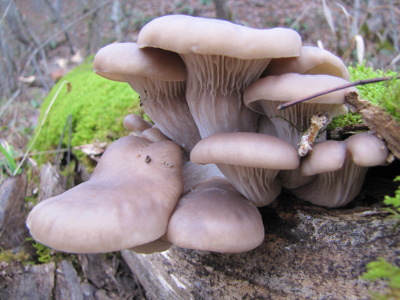 Wild oyster mushrooms