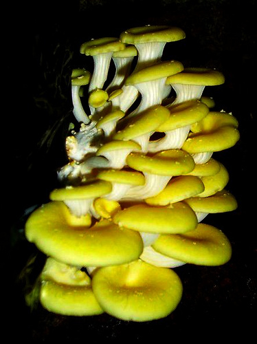 Yellow oyster mushroom