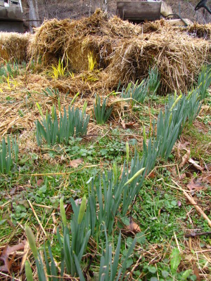 Daffodils and straw