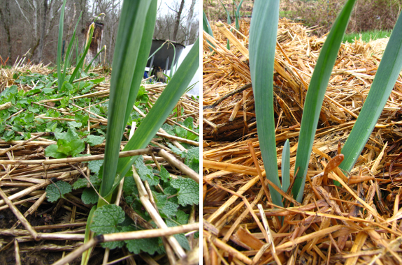 Weedy and mulched garlic