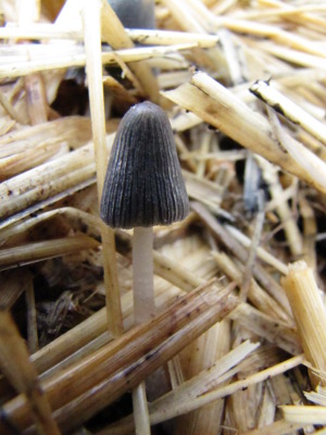 Young inky cap