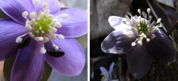 Hepatica pollination by beetles