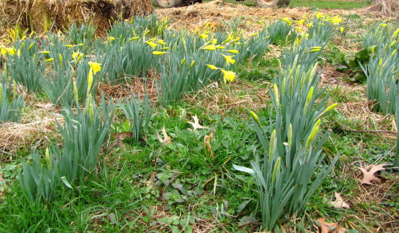 daffodils lots of them