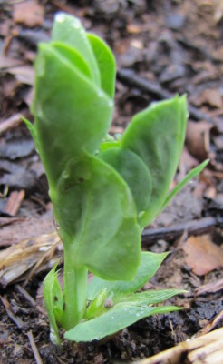 Pea sprouting out of the ground