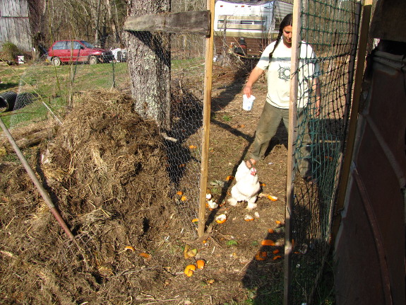 Chasing a cochin out the gate