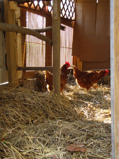 Chickens exploring their new coop