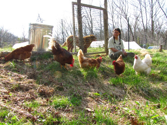 Chickens on pasture