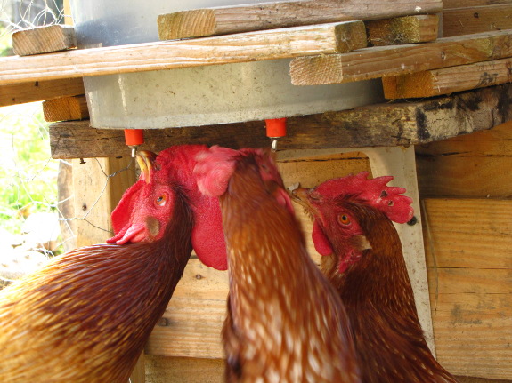 Chickens drinking from an automatic waterer