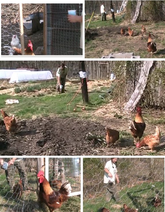 day we moved the flock in 2011 early spring