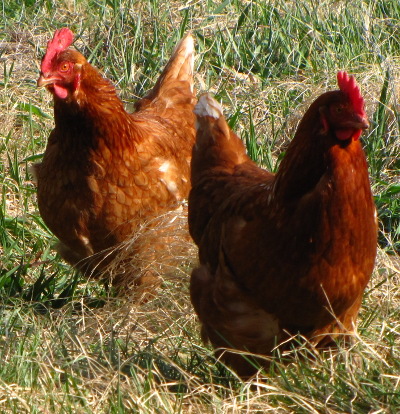 Old Golden Comet hens