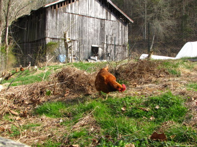 Chicken in front of a barn