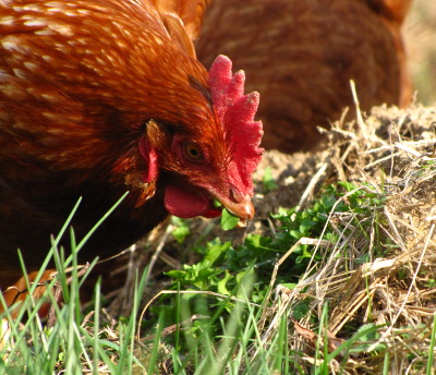 Chicken eating chickweed