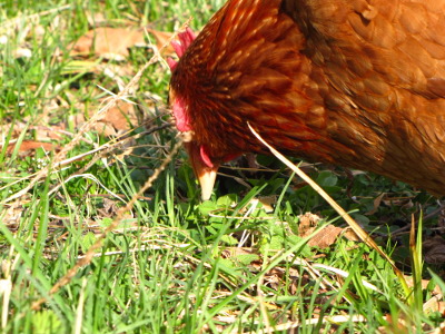 Chicken eating clover