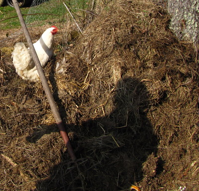 Chicken on compost pile