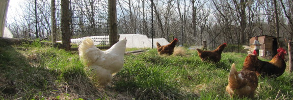 Chcikens on spring pasture