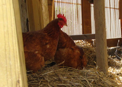 Chickens on deep bedding