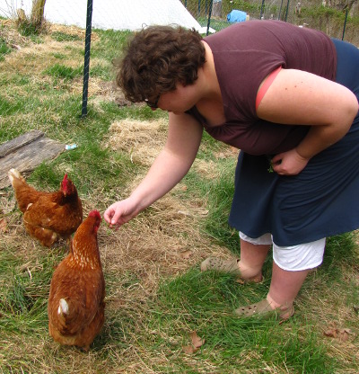 Feeding chickens