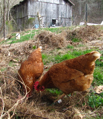 Foraging chickens