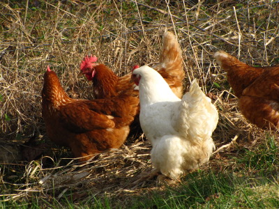 Hens on pasture