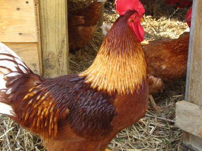 Hybrid rooster