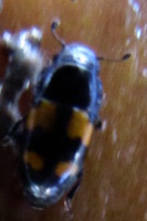 Picnic beetle