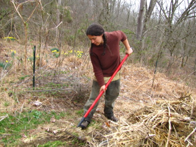 Raking mulch