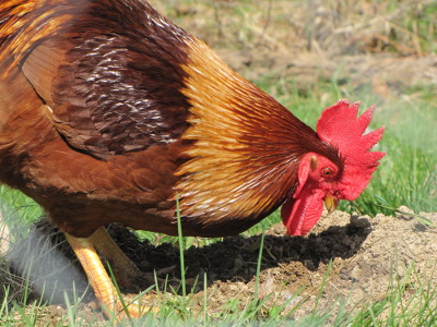 Rooster scratching through bare earth