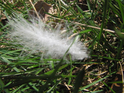 White feather in the grass