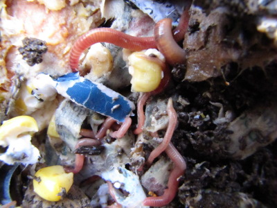 Worms decomposing food scraps